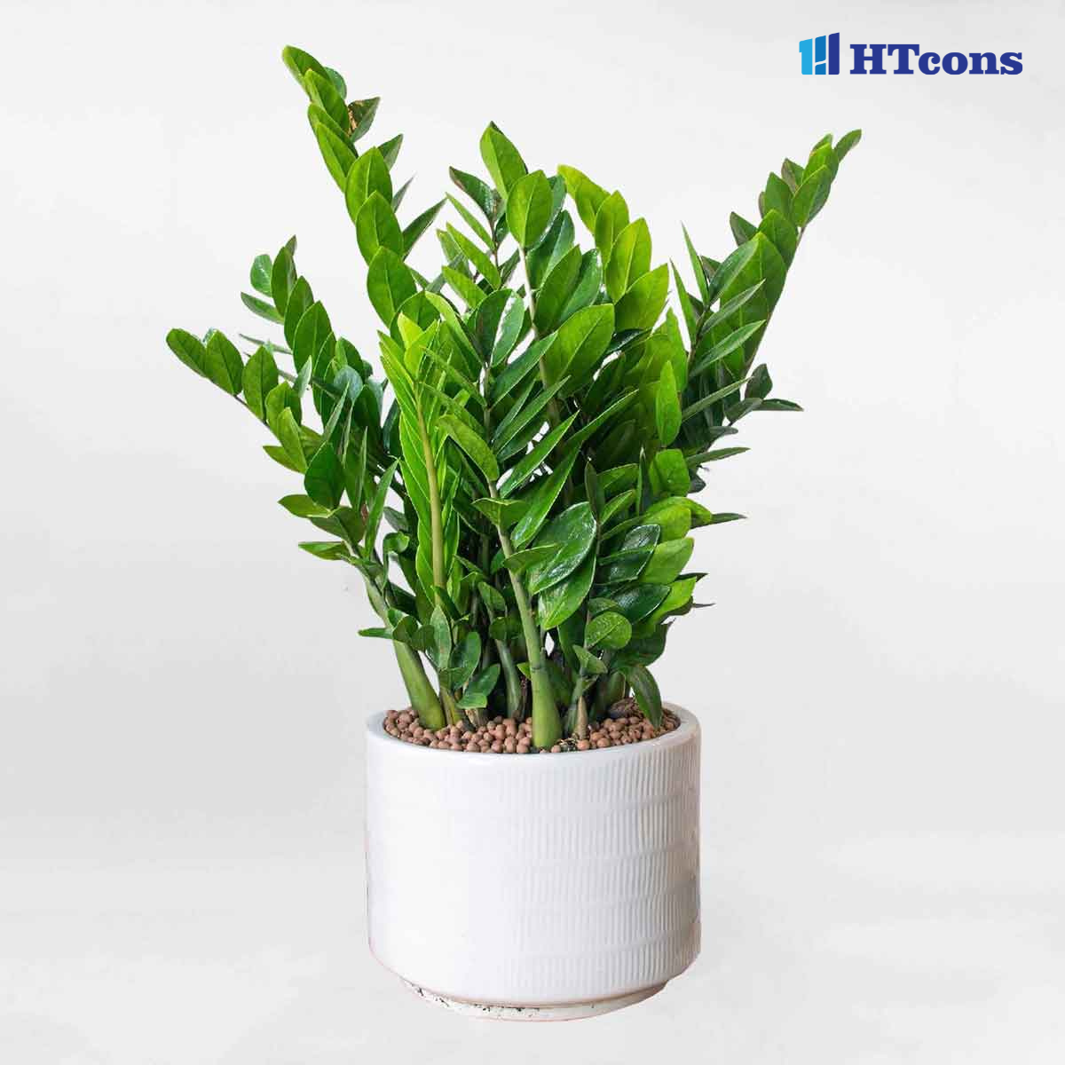 Cây kim tiền trong phòng ngủ